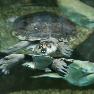 Savanna Side-Necked Turtle (Podocnemis vogli)