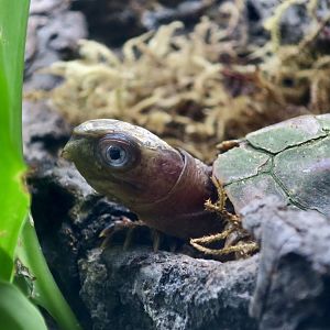 Black-Breasted Leaf Turtle (Geoemyda spengleri)
