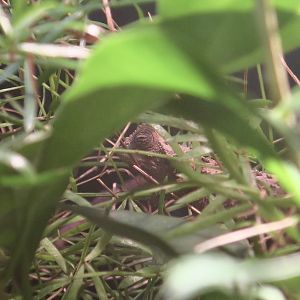 Spiny Leaf Chameleon (Brookesia decaryi)