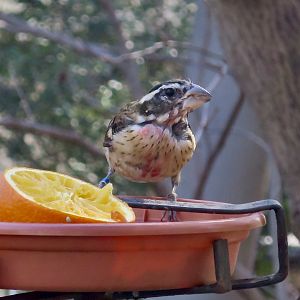 Rose-Breasted Grosbeak (Pheutictus ludovicianus)