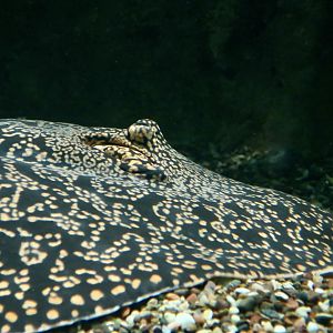 Tiger River Stingray (Potamotrygon tigrina)