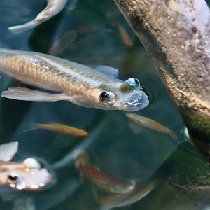 Four-Eyed Fish (Anableps anableps)
