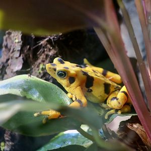 Panamanian Golden Frog (Atelopus zeteki)