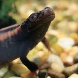 Red-Tailed Knobby Newt (Tylototriton kweichowensis)