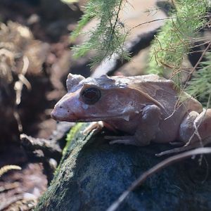 Solomon Islands Leaf Frog (Cornufer guentheri)