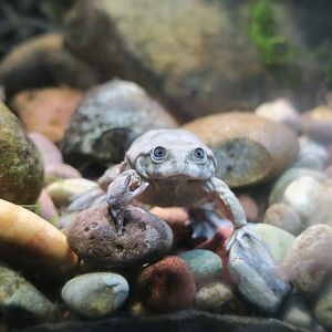 Lake Titicaca Water Frog (Telmatobius culeus)
