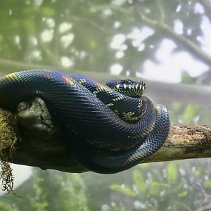 Boelen's Python (Simalia boeleni)
