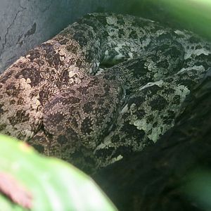 Speckled Forest Pit Viper (Bothrops taeniatus)
