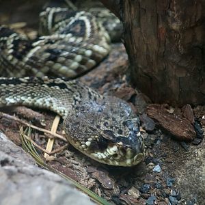 Eastern Diamondback Rattlesnake (Crotalus adamanteus)