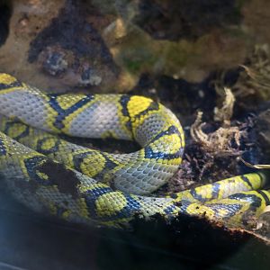 Mandarin Rat Snake (Euprepiophis mandarinus)