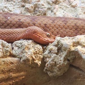 Horned Viper (Vipera ammodytes)
