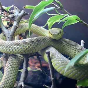 Indonesian Pit Viper (Trimeresurus insularis)