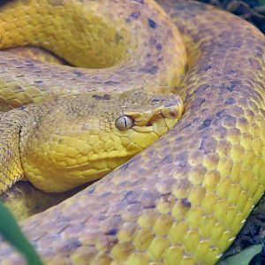 McGregor's Pit Viper (Trimeresurus mcgregori)