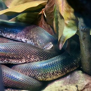 Savu Python (Liasis mackloti savuensis)