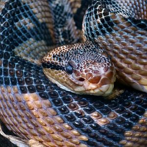 South American Bushmaster (Lachesis muta muta)