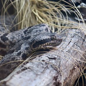 Tamaulipan Rock Rattlesnake (Crotalus morulus)