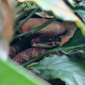 Beautiful Pit Viper (Trimeresurus venustus)