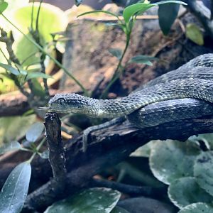 Variable Bush Viper (Atheris squamigera)