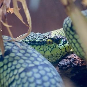 Wagler's Pit Viper (Tropidolaemus wagleri)