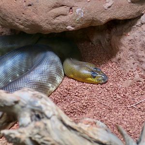 Woma Python (Aspidites ramsayi)