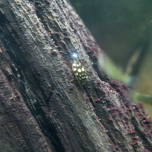 Sunburst Diving Beetle (Thermonectus marmoratus)