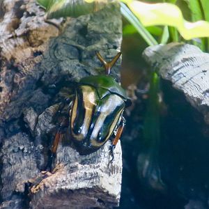 Flamboyant Flower Beetle (Eudicella gralli)