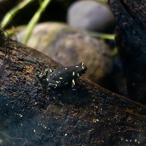 Bumblebee Toad (Melanophryniscus klappenbachi)