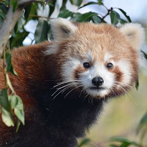Tashi, Red Panda 05/02/2023