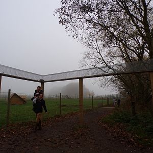 Scottish wildcat overhead tunnels (2)