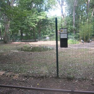 Berlin Tierpark - Grey crowned-crane exhibit