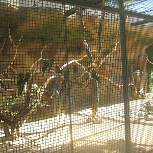 Berlin Tierpark - Patagonian conure aviary