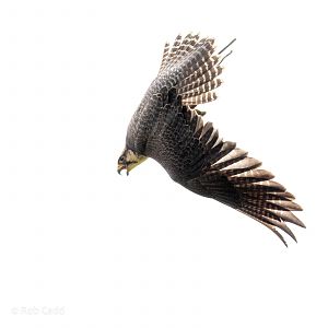 Lanner falcon : Cotswold Falconry Centre : 03 Sep 2021