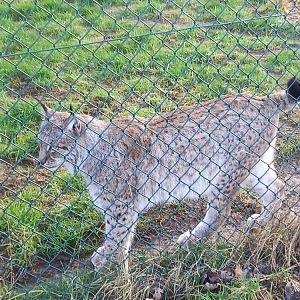Eurasian Lynx