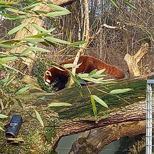 Red Panda
