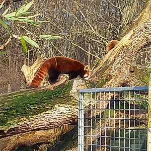 Red Panda
