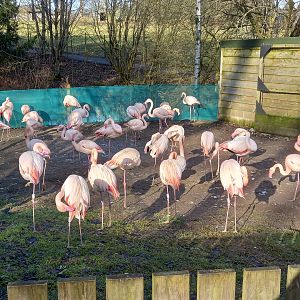 Flamingos