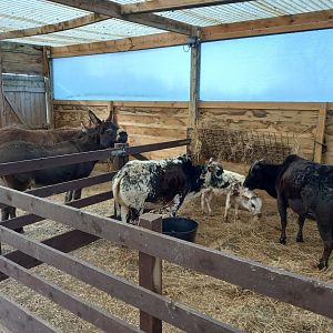 Donkeys and Dwarf Zebu