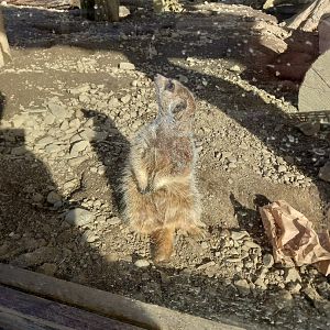 Meerkat