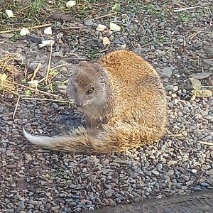 Yellow Mongoose