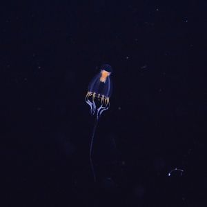 Athecate hydroid (Leuckartiara octona)