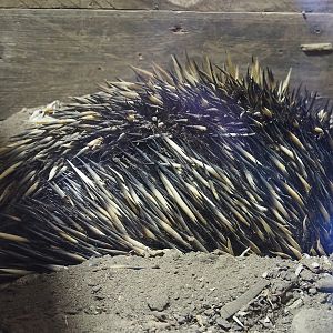 South-east Australian short-beaked echidna (Tachyglossus aculeatus aculeatus), 2022-07-16