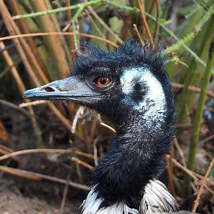 Emu (Dromaius novaehollandiae), 2022-07-16