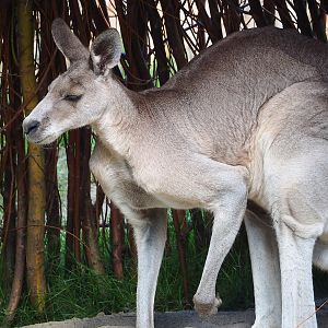 Eastern grey kangaroo (Macropus giganteus), 2022-07-16