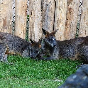 Swamp wallabies (Wallabia bicolor), 2022-07-16