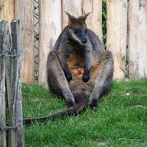 Swamp wallaby (Wallabia bicolor), 2022-07-16