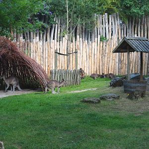 Part of main emu, kangaroo and wallaby paddock with wicker shelter and waterpit-themed feeder, 2022-07-16