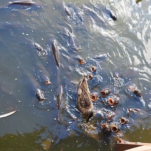 Common carps (Cyprinus carpio) and Wild female mallard (Anas platyrhynchos), 2022-07-16