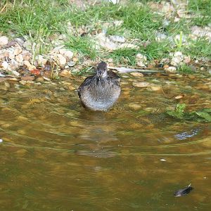 Wild juvenile Eurasian common moorhen (Gallinula chloropus chloropus), 2022-07-16