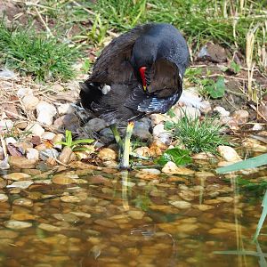 Wild Eurasian common moorhen (Gallinula chloropus chloropus), 2022-07-16