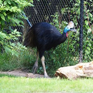 Double-wattled cassowary (Casuarius casuarius), 2022-07-16